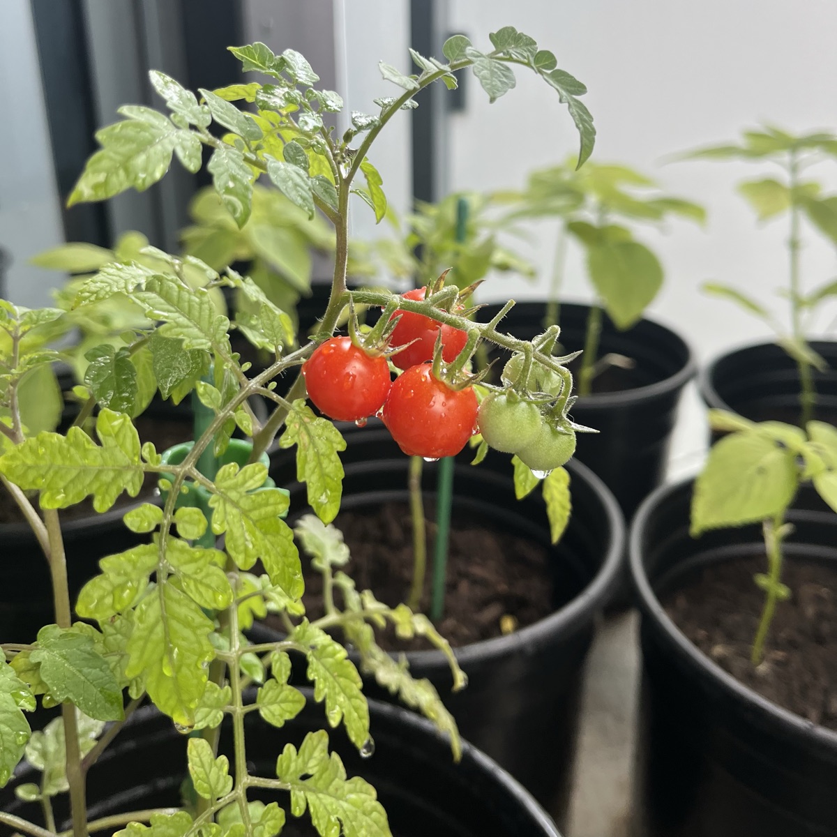 Cherry tomatoes ripening in a small home garden